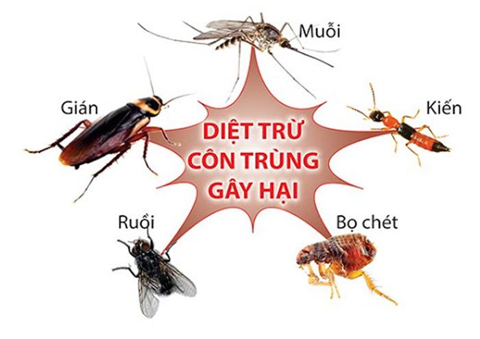 Cách diệt trừ mối kiến ba  khoang cho nhà mới hiệu quả