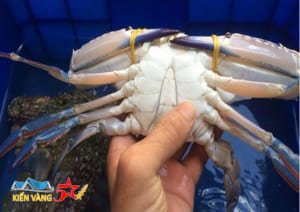 Cách vận chuyển nghẹ sống đi xa