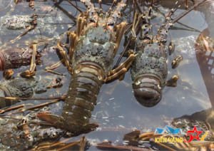 Cách vận chuyển tôm sống