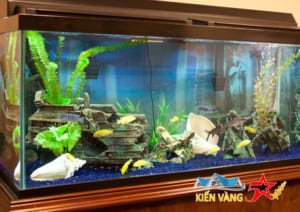 Dịch vụ chuyển bể cá cảnh giá rẻ