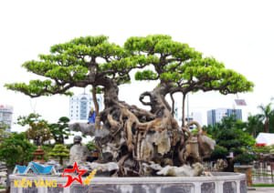 Dịch vụ chuyển cây cảnh giá rẻ hàng đầu