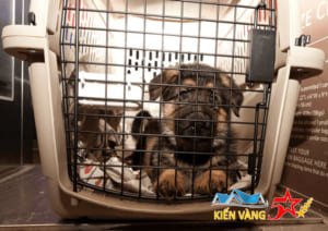 Dịch vụ vận chuyển thú cưng chó mèo