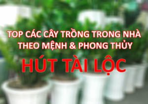TOP Các cây trồng trong nhà theo mệnh & phong thủy