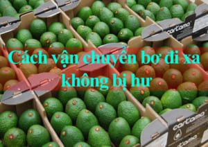 Cách vận chuyển bơ đi xa không bị hư