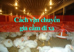 Cách vận chuyển gia cầm đi xa