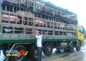 Vận chuyển gia súc cần giấy tờ gì