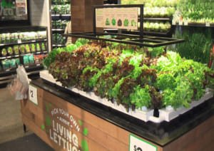 Cách vận chuyển rau đi xa